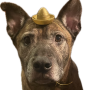 logo.png